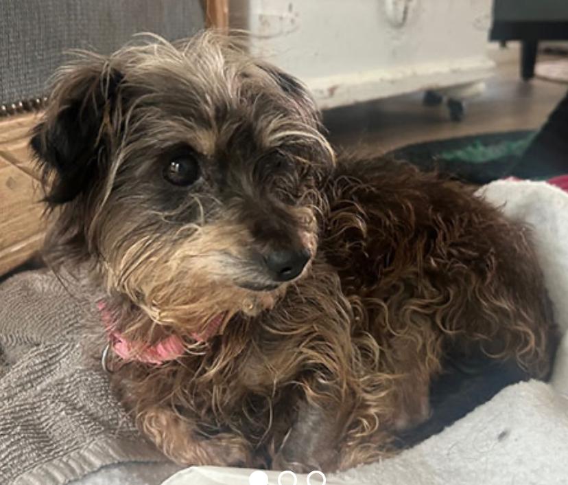 Enlarge Mimi, a Adoptable Silky Terrier in Calgary, AB image 1/3