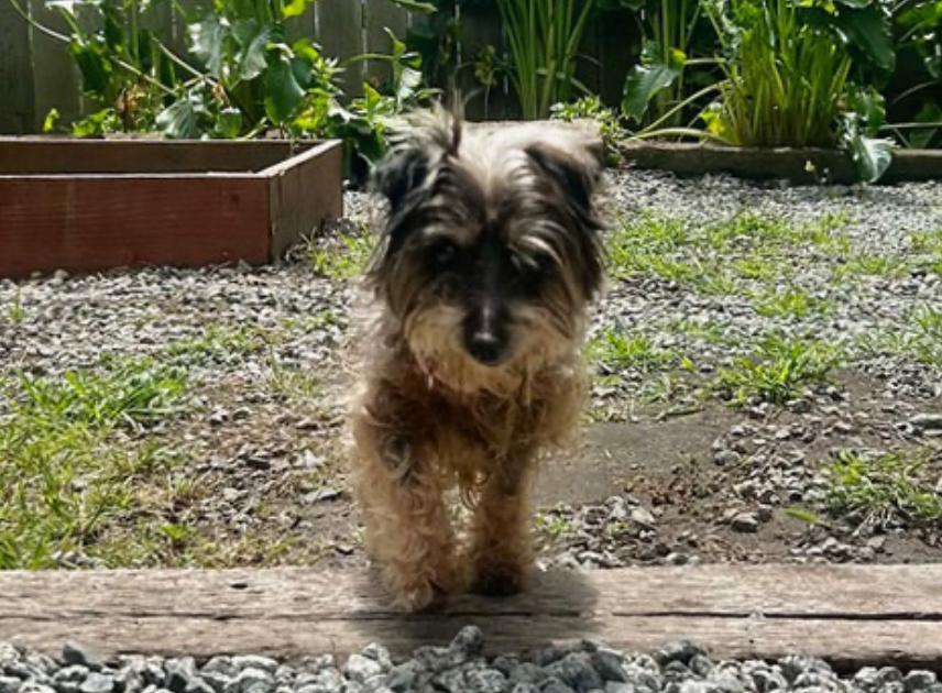 Enlarge Mimi, a Adoptable Silky Terrier in Calgary, AB image 3/3