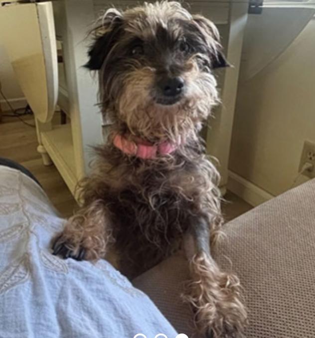 Enlarge Mimi, a Adoptable Silky Terrier in Calgary, AB image 2/3