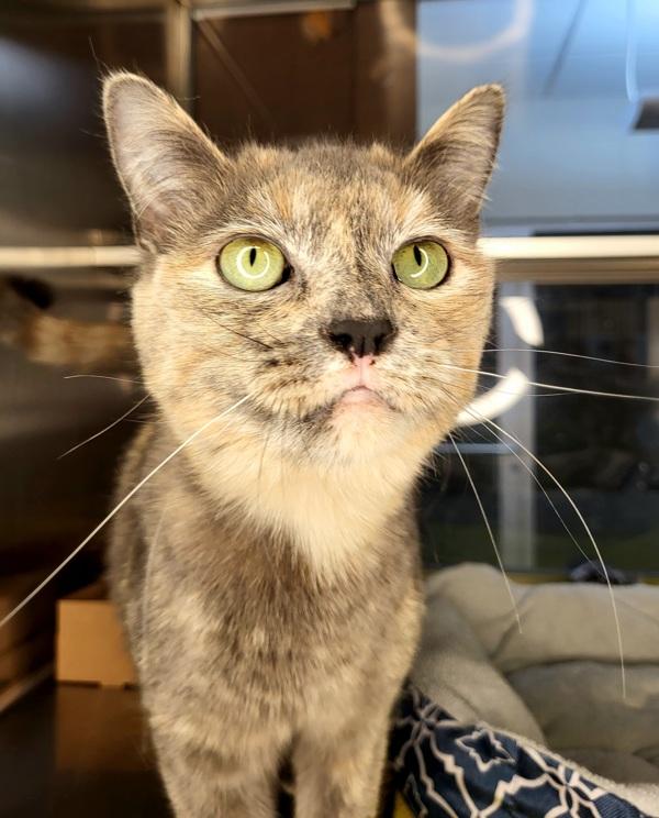 Bindi. 46038, Adoptable, Adult Female Domestic Short Hair.