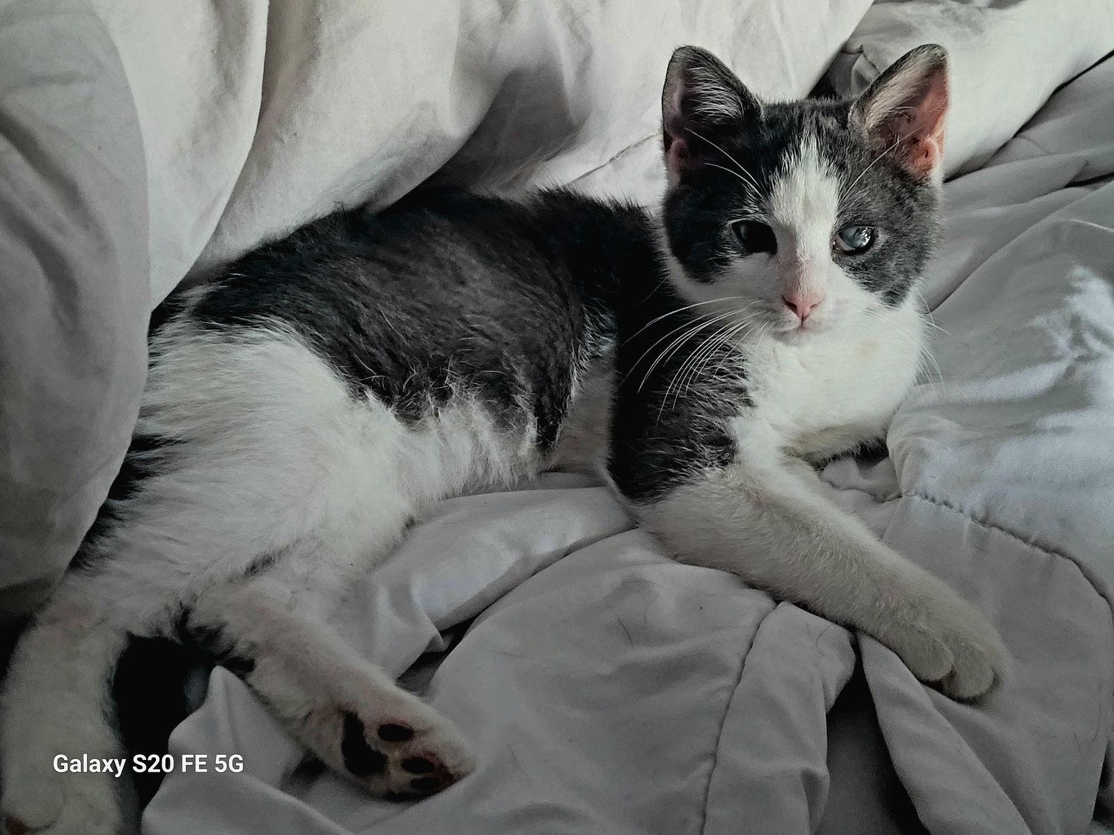 Enlarge Kaneki, a Adoptable Domestic Short Hair in Wheaton, IL image 1/3