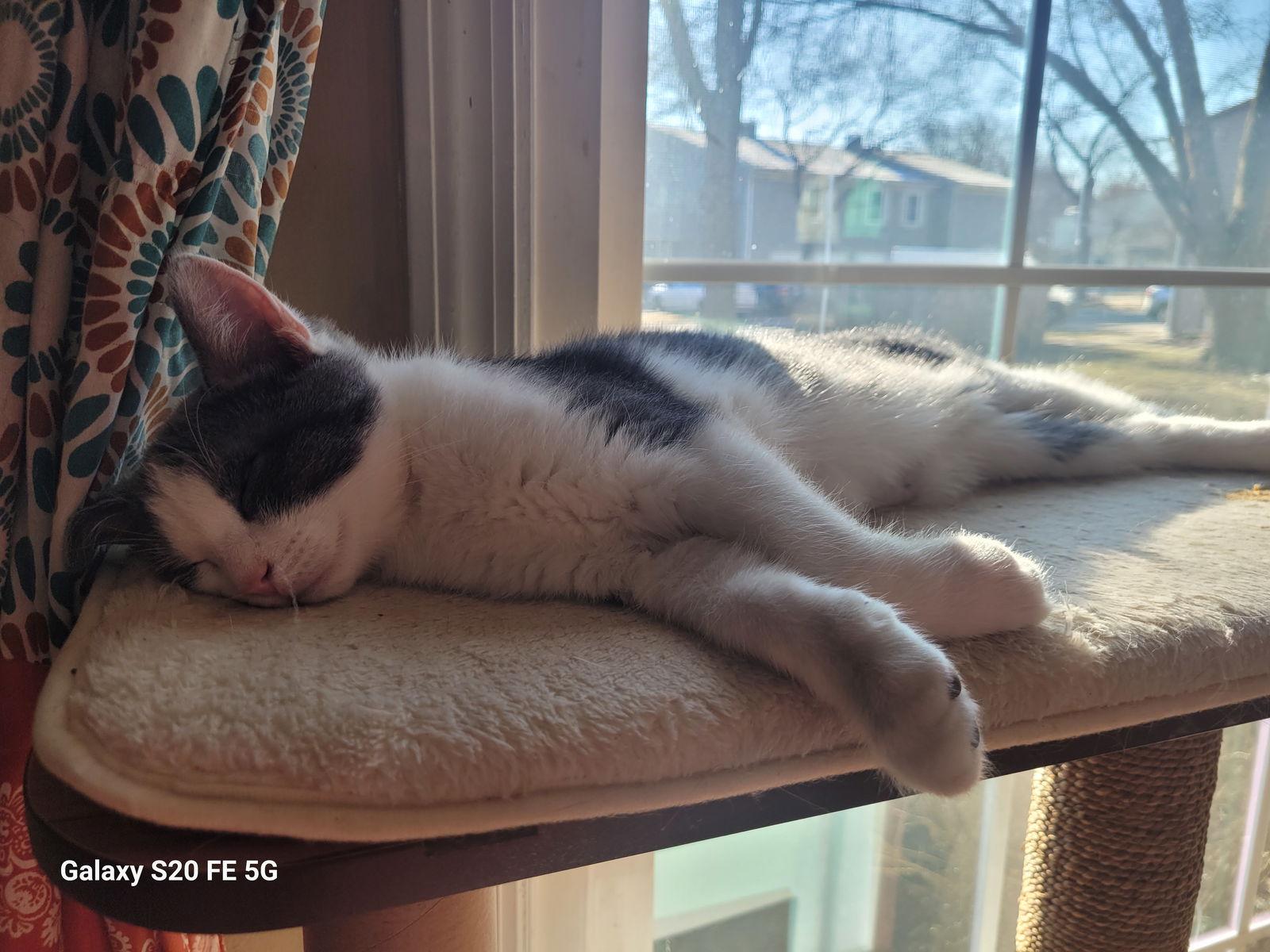 Enlarge Kaneki, a Adoptable Domestic Short Hair in Wheaton, IL image 2/3