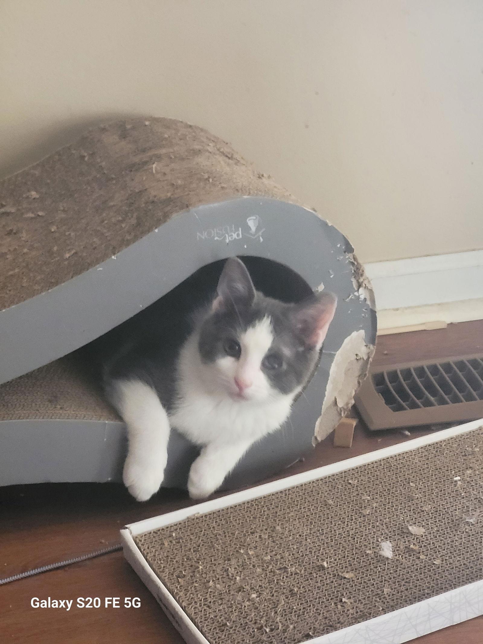 Enlarge Kaneki, a Adoptable Domestic Short Hair in Wheaton, IL image 3/3