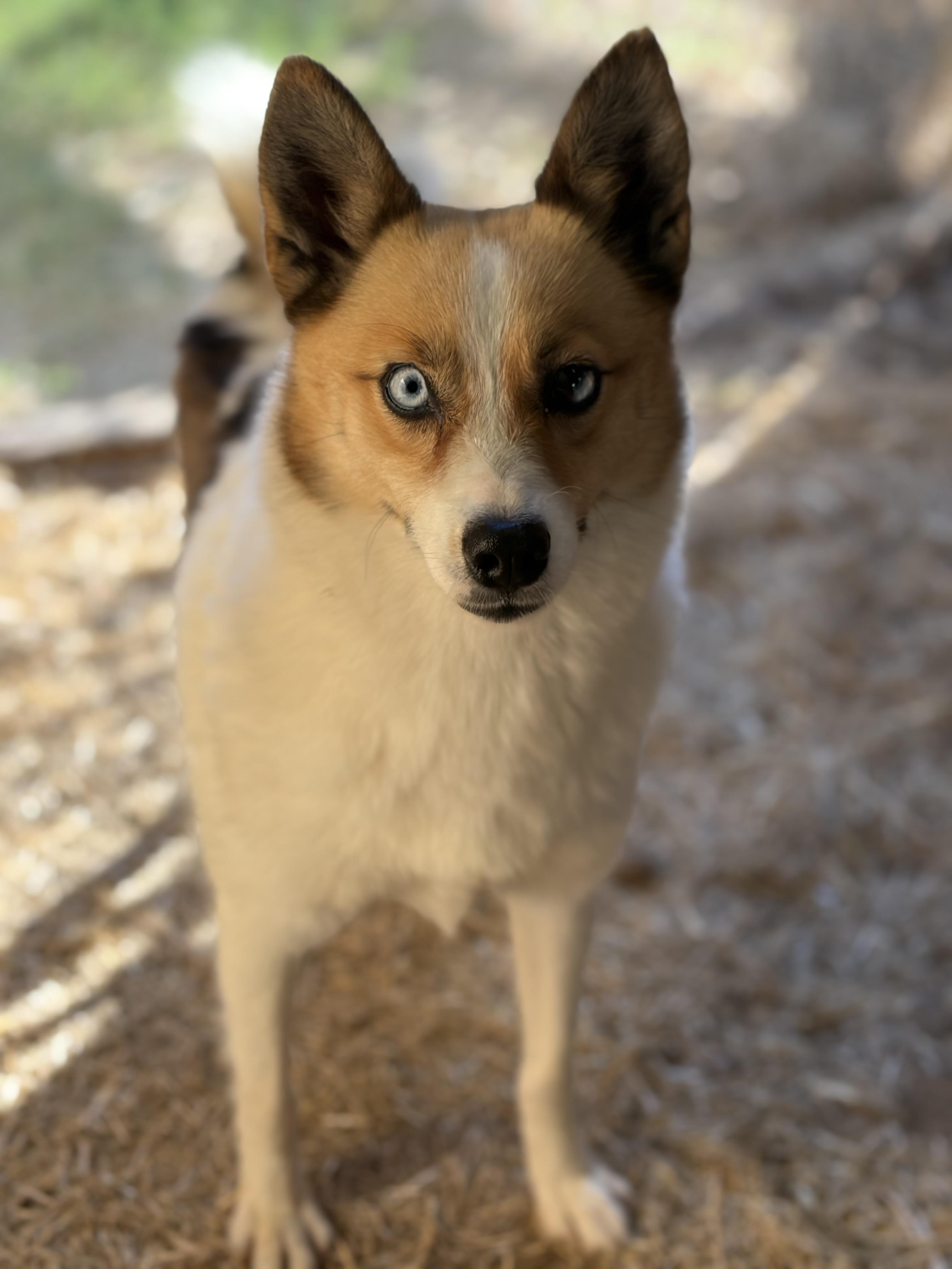 MEET MELINDA — The 20-Pound Hop-A-Long of Happiness, an adoptable Klee Kai, Pomsky in Houston, TX, 77030 | Photo Image 5