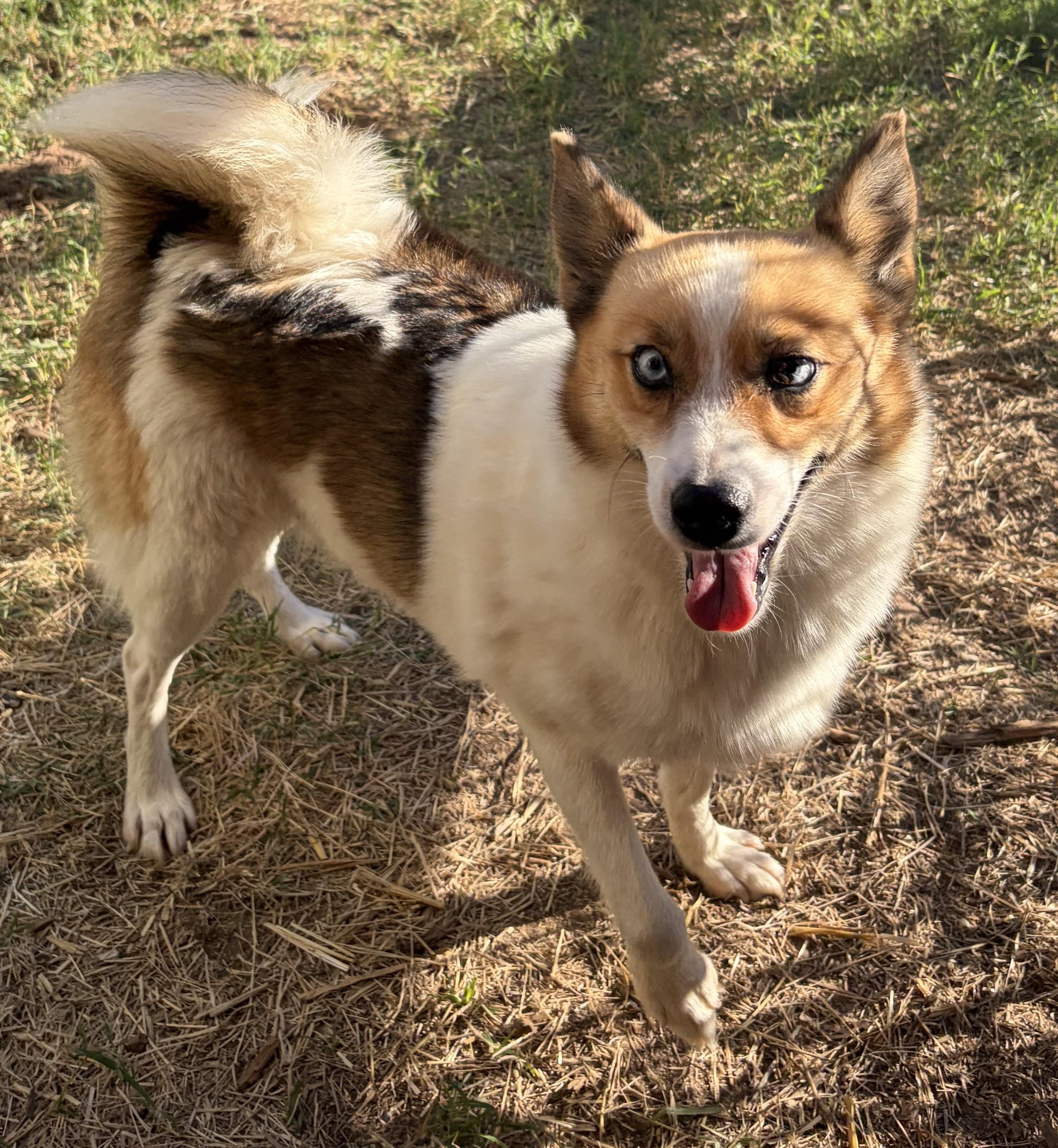 MEET MELINDA — The 20-Pound Hop-A-Long of Happiness, an adoptable Klee Kai, Pomsky in Houston, TX, 77030 | Photo Image 1