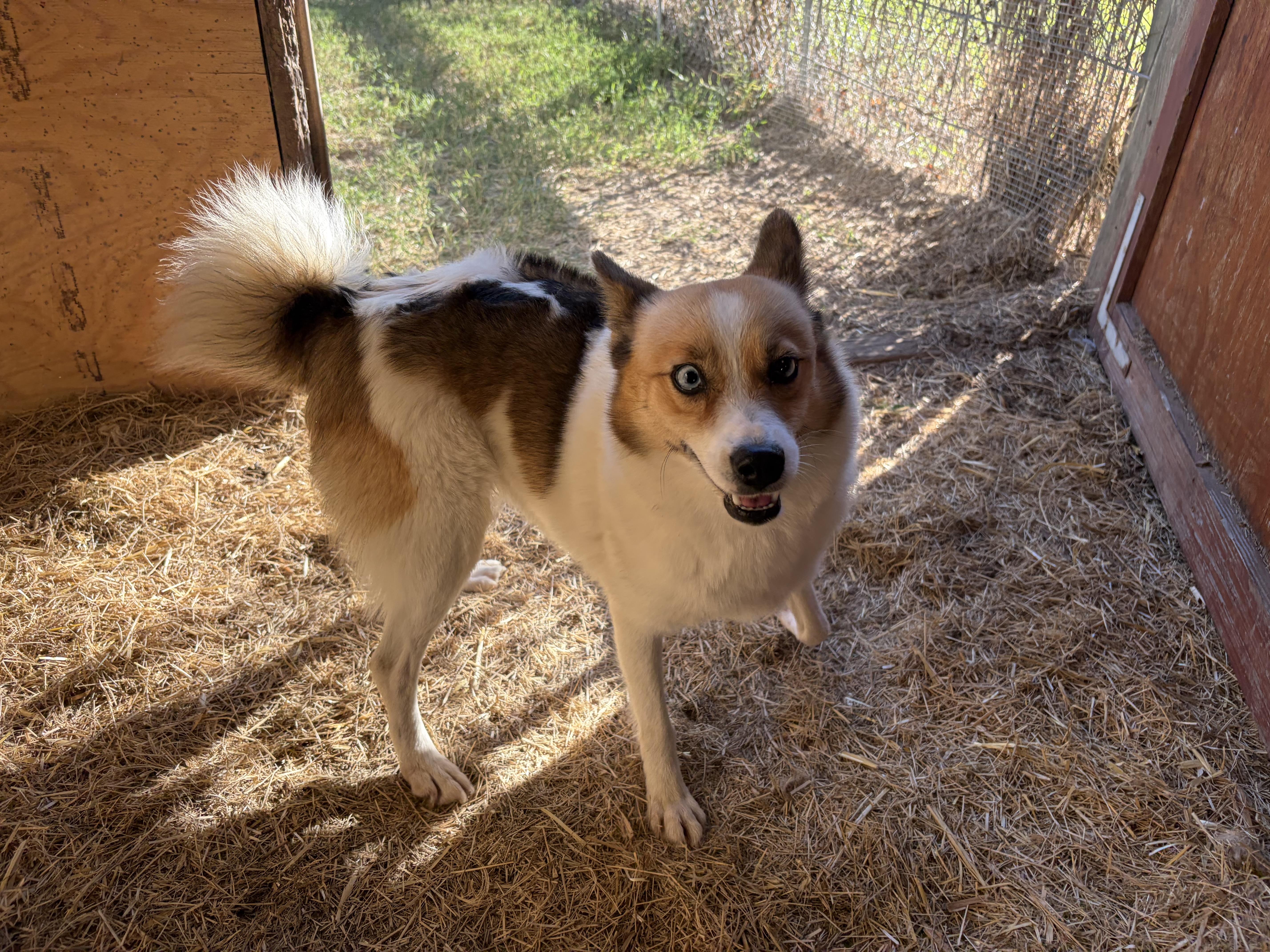 MEET MELINDA — The 20-Pound Hop-A-Long of Happiness, an adoptable Klee Kai, Pomsky in Houston, TX, 77030 | Photo Image 3