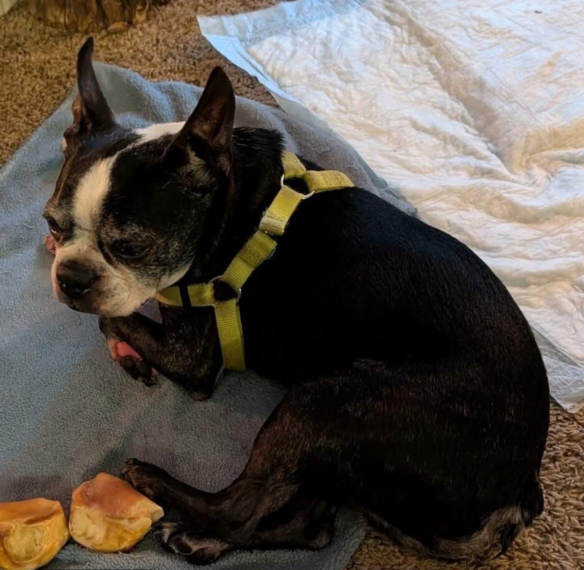 Enlarge Wilson , a ADOPTABLE Boston Terrier in Powell Butte, OR image 2/3