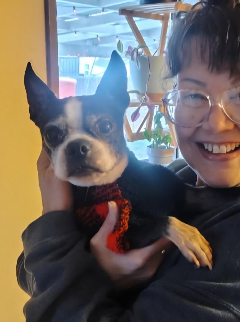 Enlarge Wilson , a ADOPTABLE Boston Terrier in Powell Butte, OR image 1/3