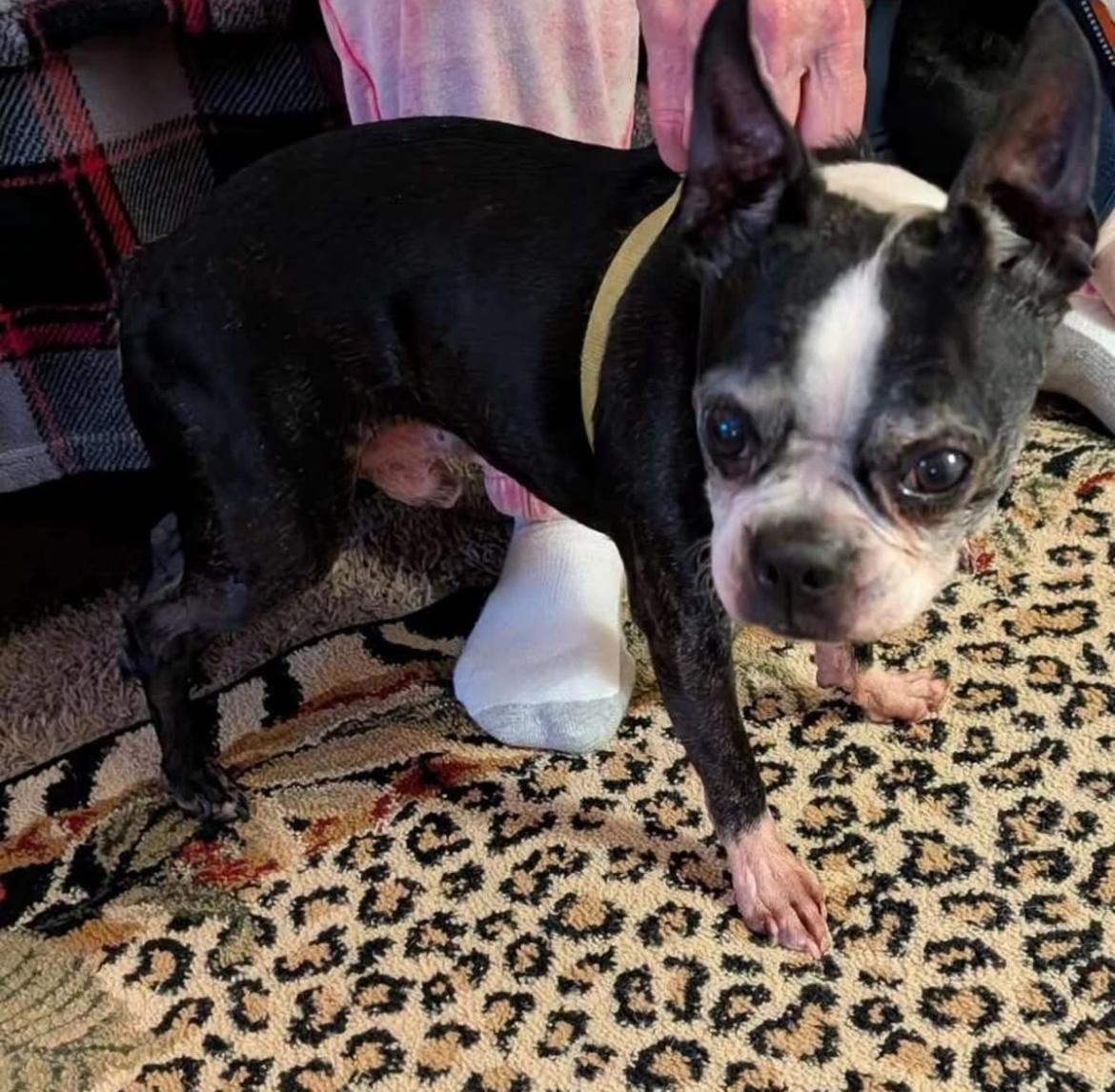 Enlarge Wilson , a ADOPTABLE Boston Terrier in Powell Butte, OR image 3/3