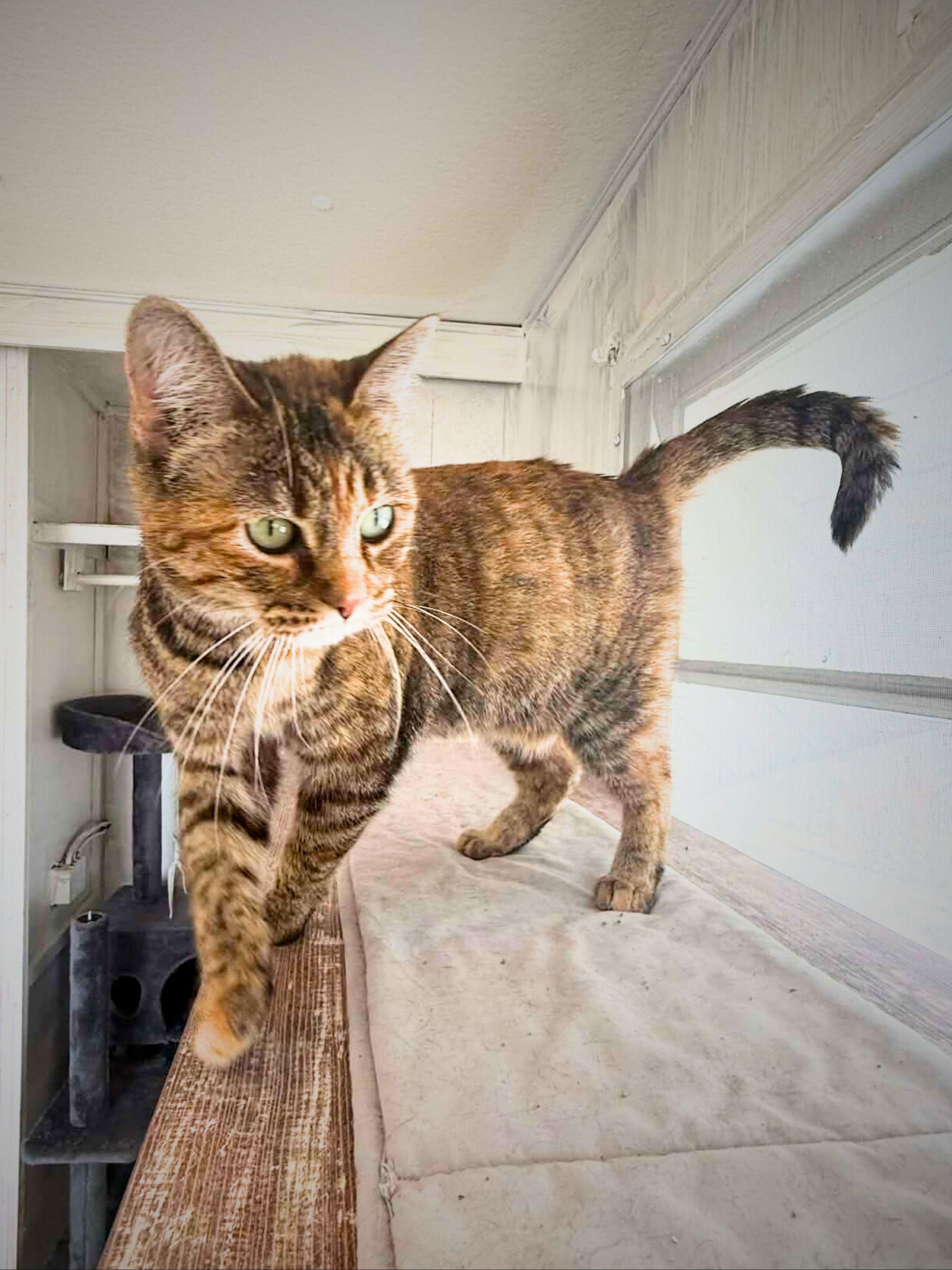 Enlarge Daisy | Adult | Domestic Shorthair, a ADOPTABLE Dilute Tortoiseshell in Royalton, IL image 4/6