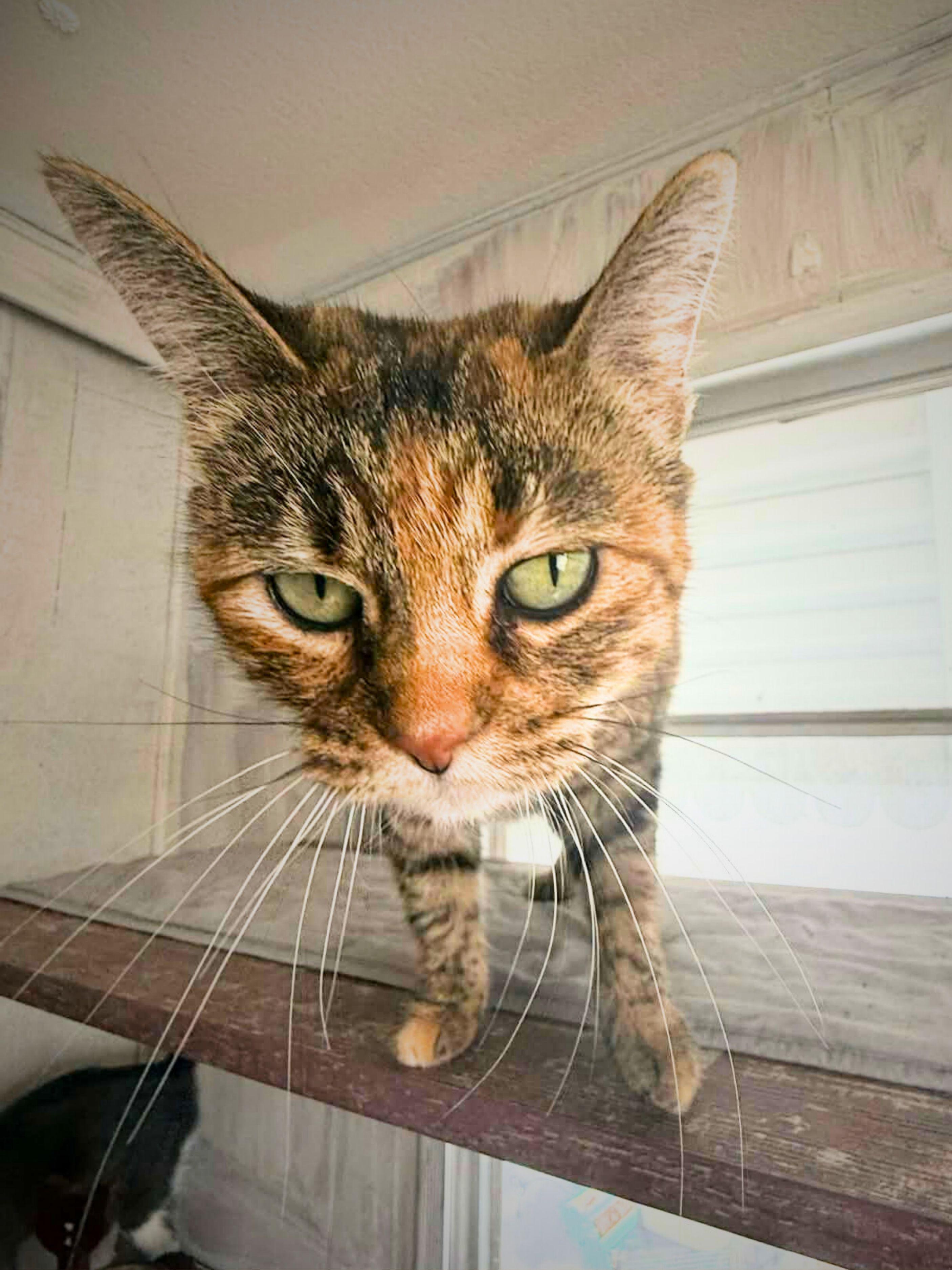 Enlarge Daisy | Adult | Domestic Shorthair, a ADOPTABLE Dilute Tortoiseshell in Royalton, IL image 2/6