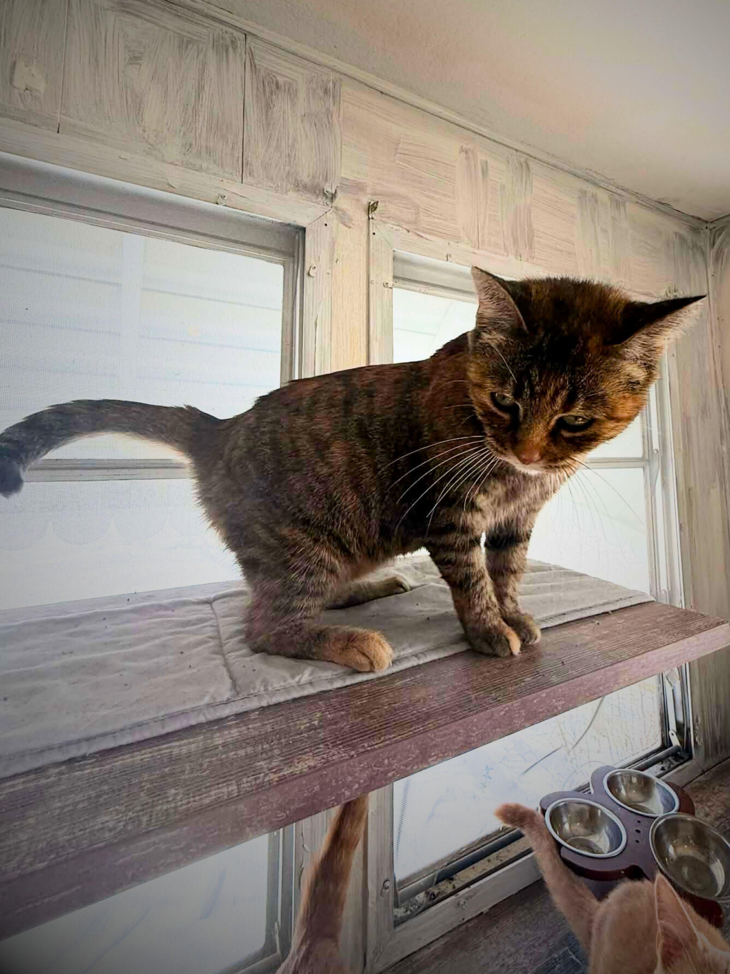 Enlarge Daisy | Adult | Domestic Shorthair, a ADOPTABLE Dilute Tortoiseshell in Royalton, IL image 6/6