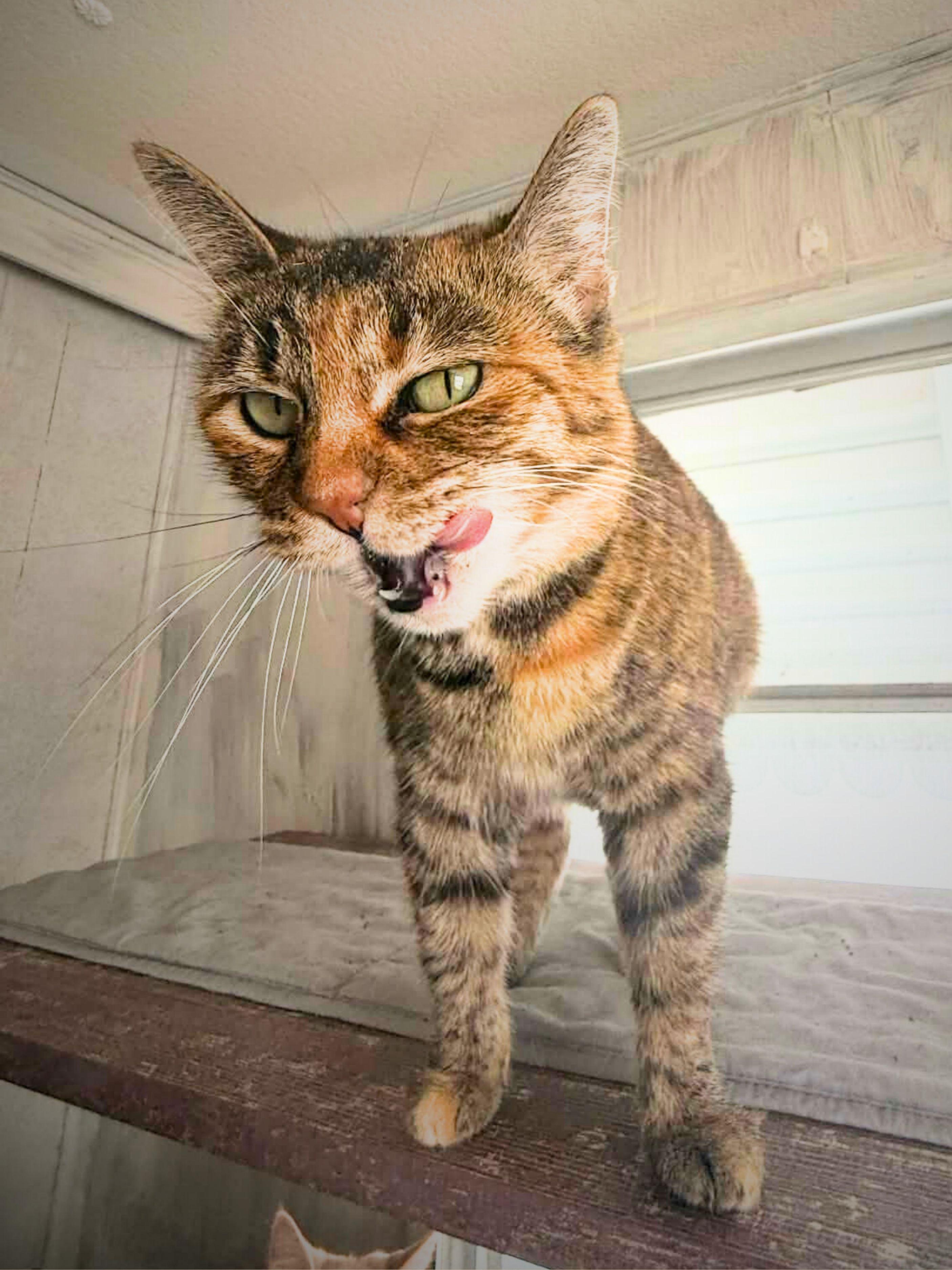 Enlarge Daisy | Adult | Domestic Shorthair, a ADOPTABLE Dilute Tortoiseshell in Royalton, IL image 5/6