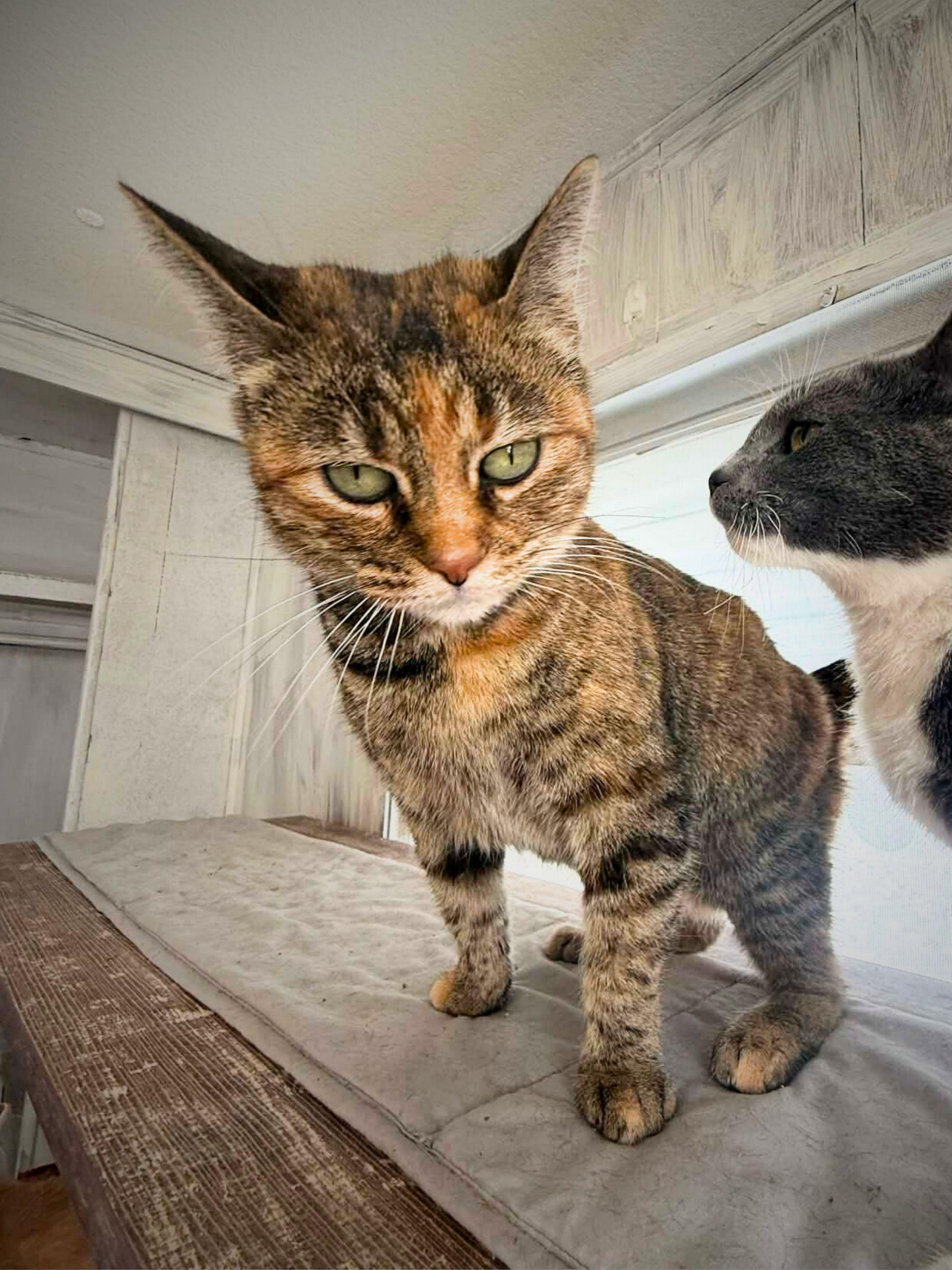 Enlarge Daisy | Adult | Domestic Shorthair, a ADOPTABLE Dilute Tortoiseshell in Royalton, IL image 1/6