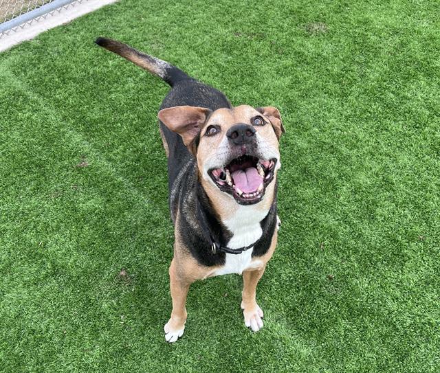 LANDEN, Adoptable, Senior Male German Shepherd Dog & Mixed Breed.