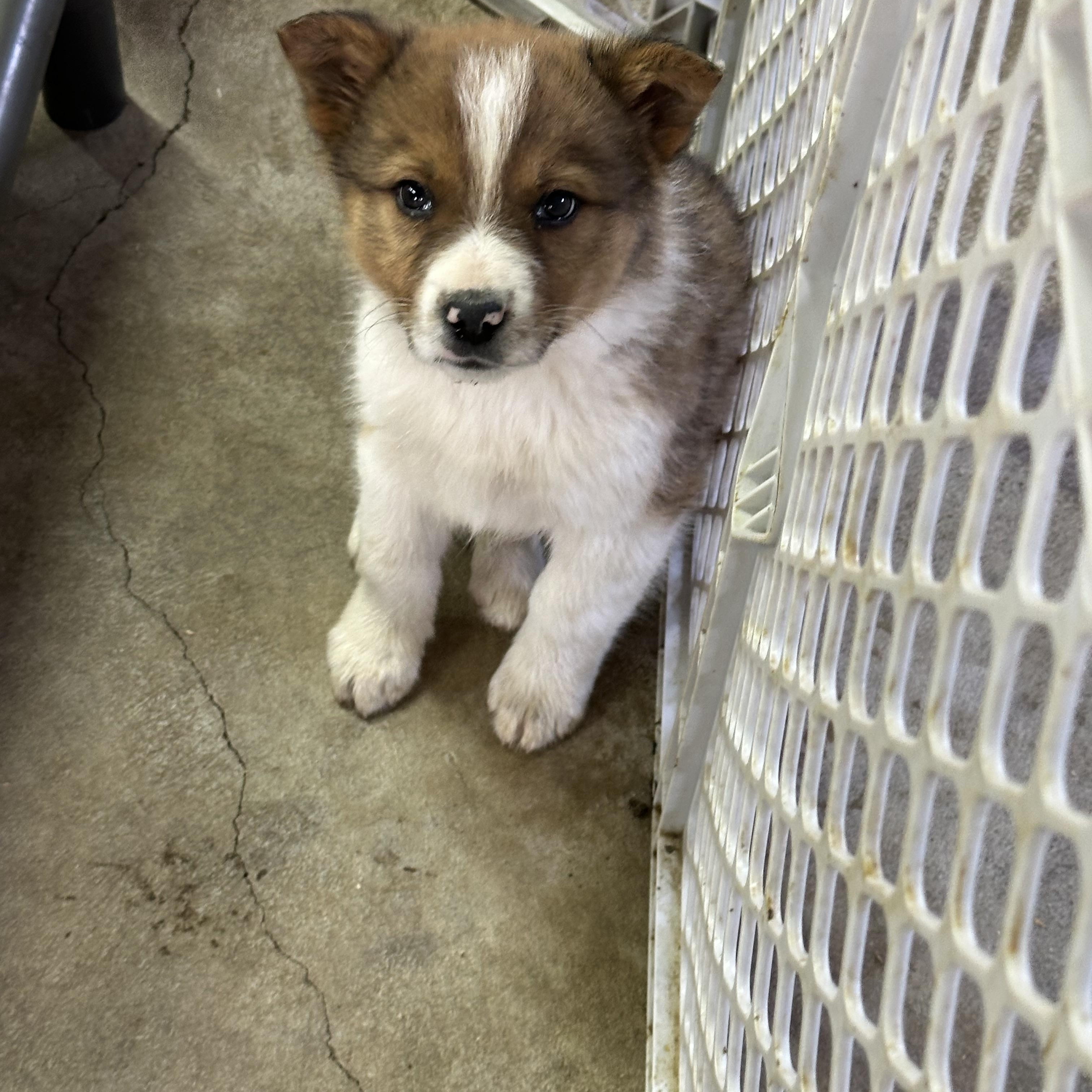 Enlarge Billy Bob, a ADOPTABLE mixed breed in Wellsville, OH image 1/1