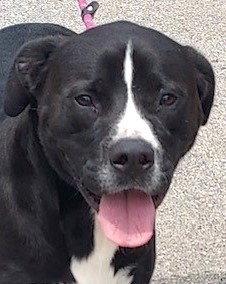 Waylon, Adopted, Young Male American Bulldog.
