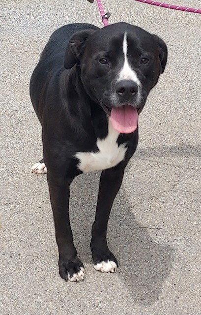 Enlarge Waylon, a Adopted American Bulldog in Carrollton, GA image 2/2