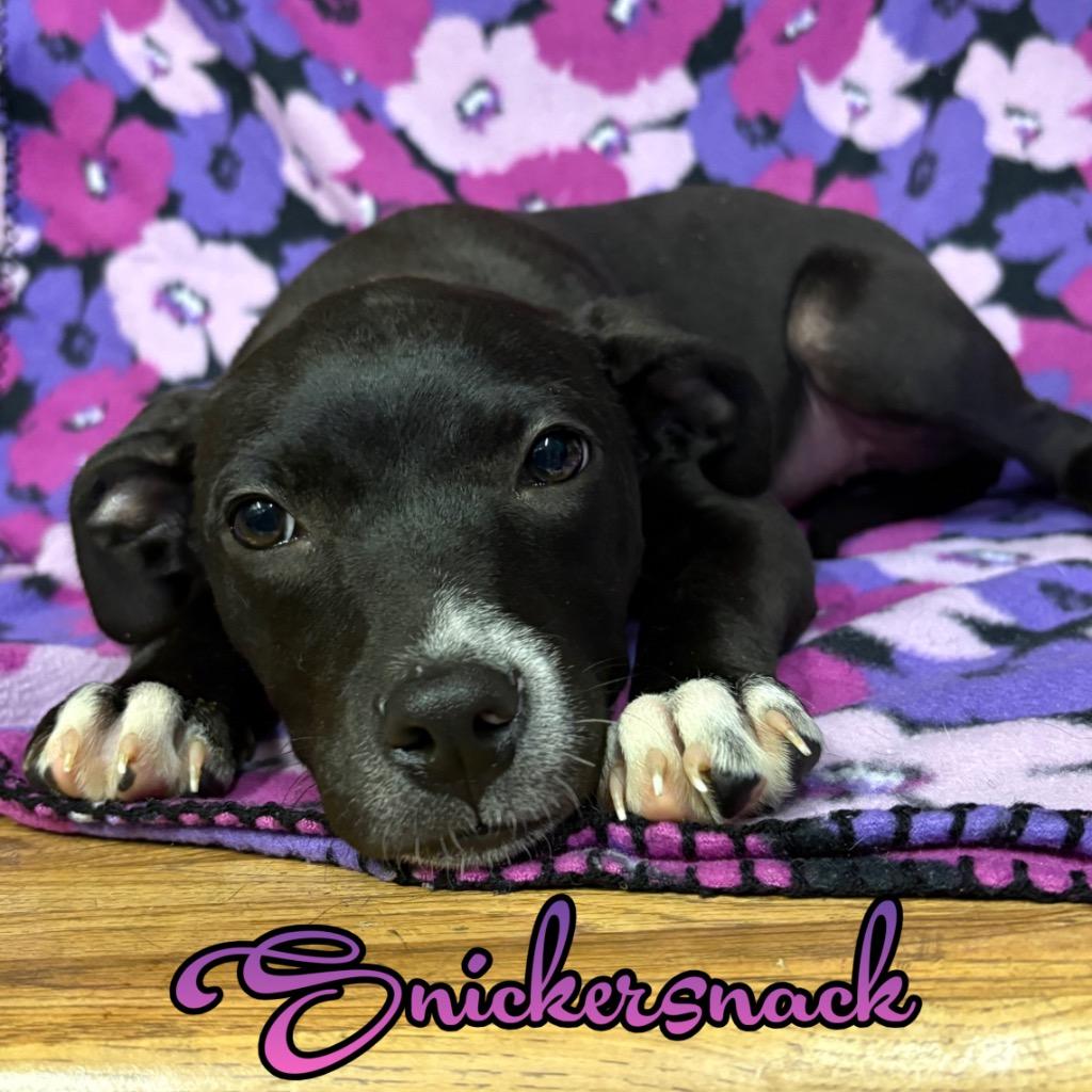 Snickersnack, a Adoptable mixed breed in Hillsboro, OH image 1/3