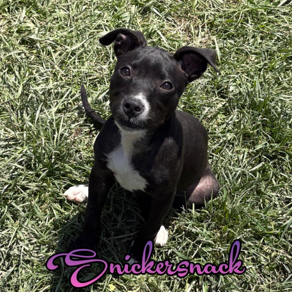 Snickersnack, a Adoptable mixed breed in Hillsboro, OH image 2/3