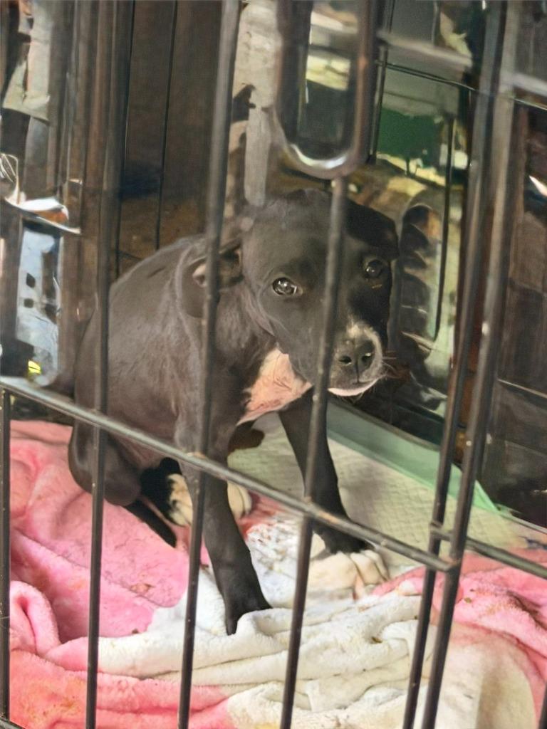 Snickersnack, a Adoptable mixed breed in Hillsboro, OH image 3/3
