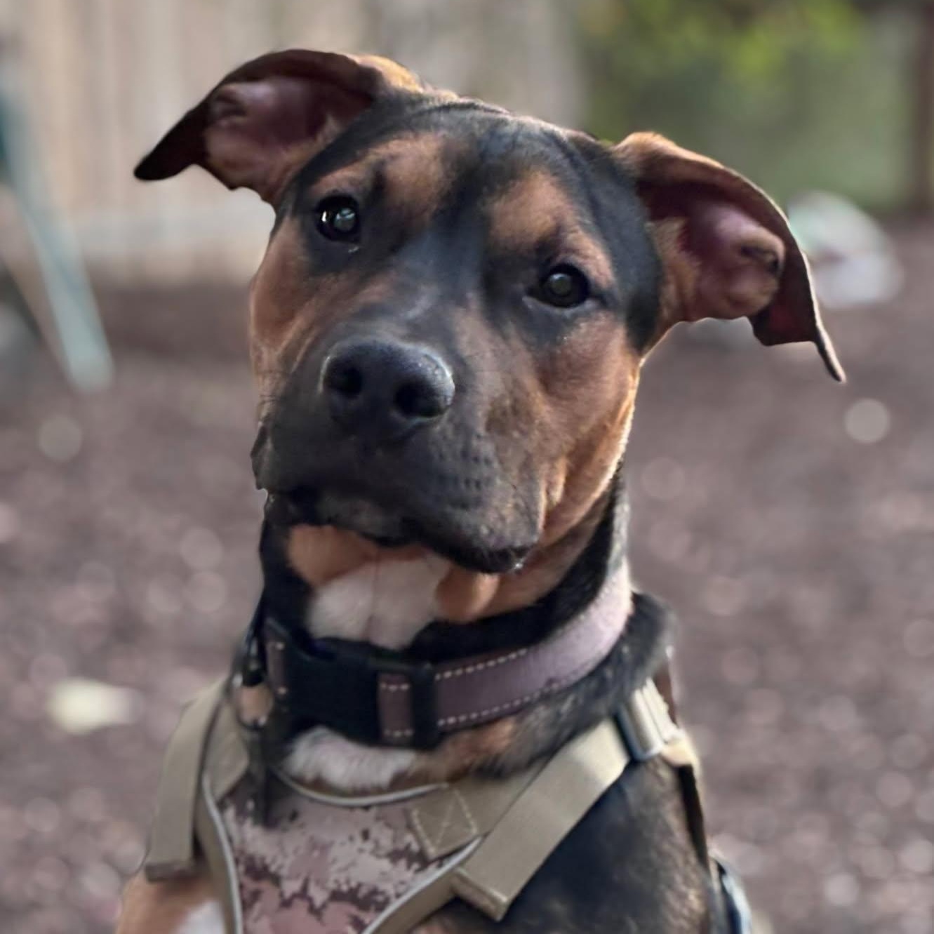 Enlarge DIESEL, a Adoptable mixed breed in Seal Beach, CA image 1/6