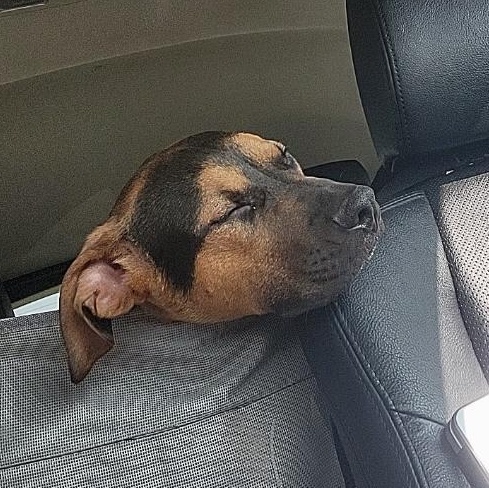 Enlarge DIESEL, a Adoptable mixed breed in Seal Beach, CA image 2/6