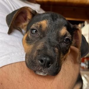 Enlarge DIESEL, a Adoptable mixed breed in Seal Beach, CA image 2/5