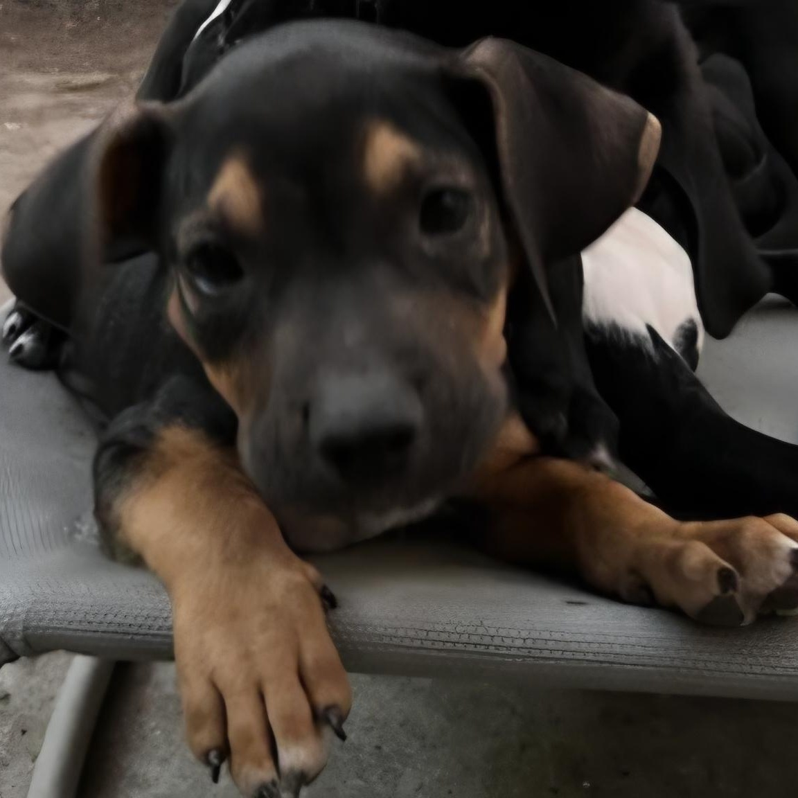 Enlarge DIESEL, a Adoptable mixed breed in Seal Beach, CA image 4/5