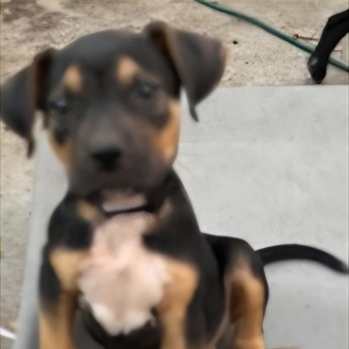 Enlarge DIESEL, a Adoptable mixed breed in Seal Beach, CA image 5/5
