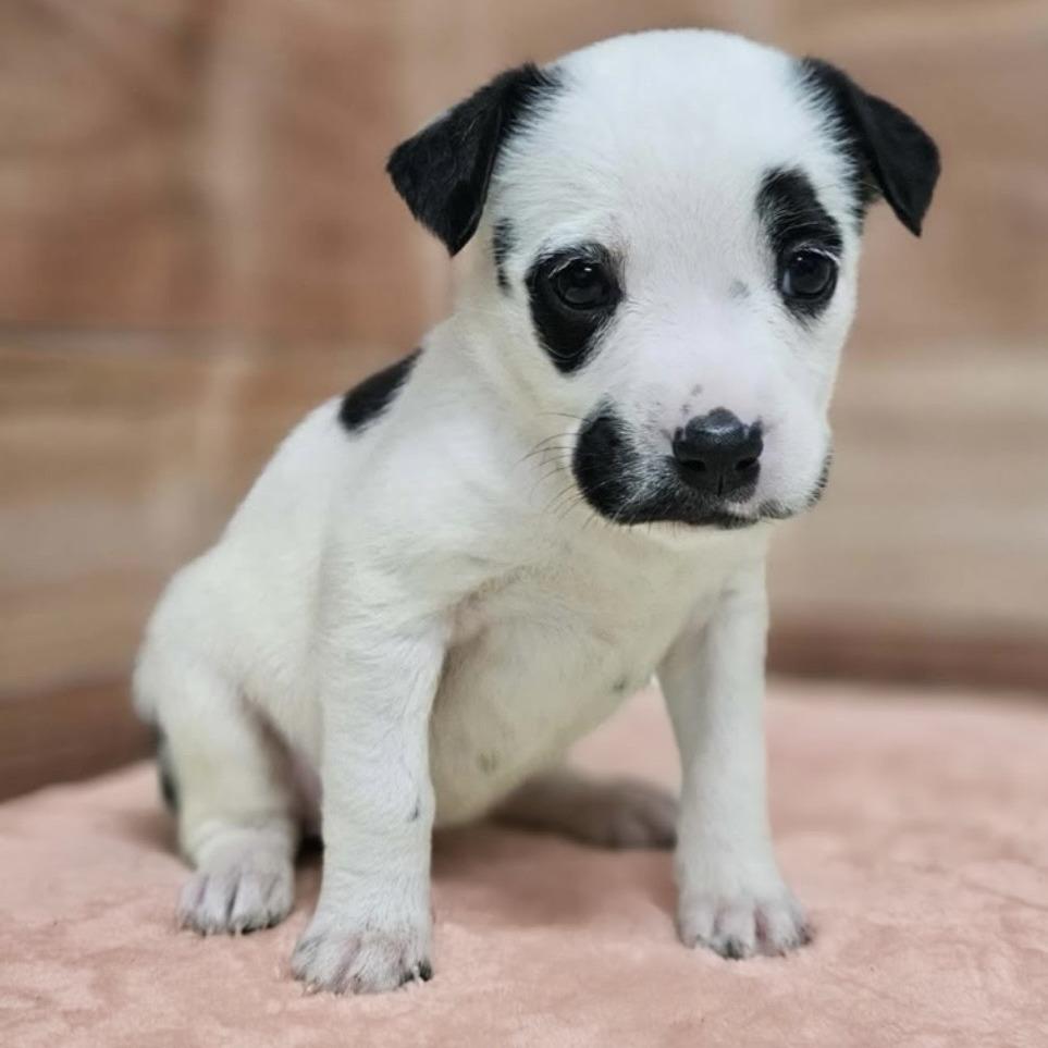 Farren, Adoptable, Puppy Female Pit Bull Terrier & Mixed Breed.