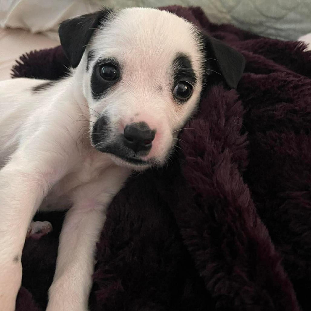 Farren, a Adoptable mixed breed in Griswold, CT image 2/5