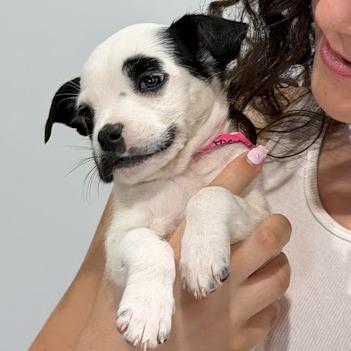 Farren, a Adoptable mixed breed in Griswold, CT image 3/5