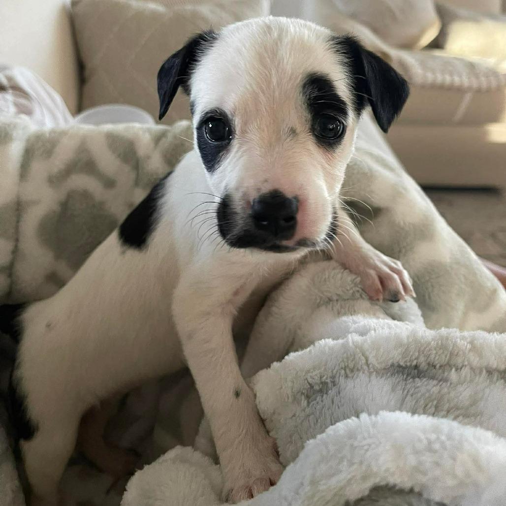 Farren, a Adoptable mixed breed in Griswold, CT image 4/5