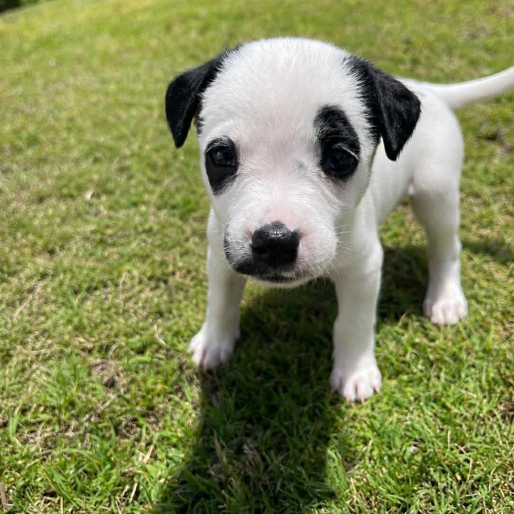 Farren, a Adoptable mixed breed in Griswold, CT image 5/5