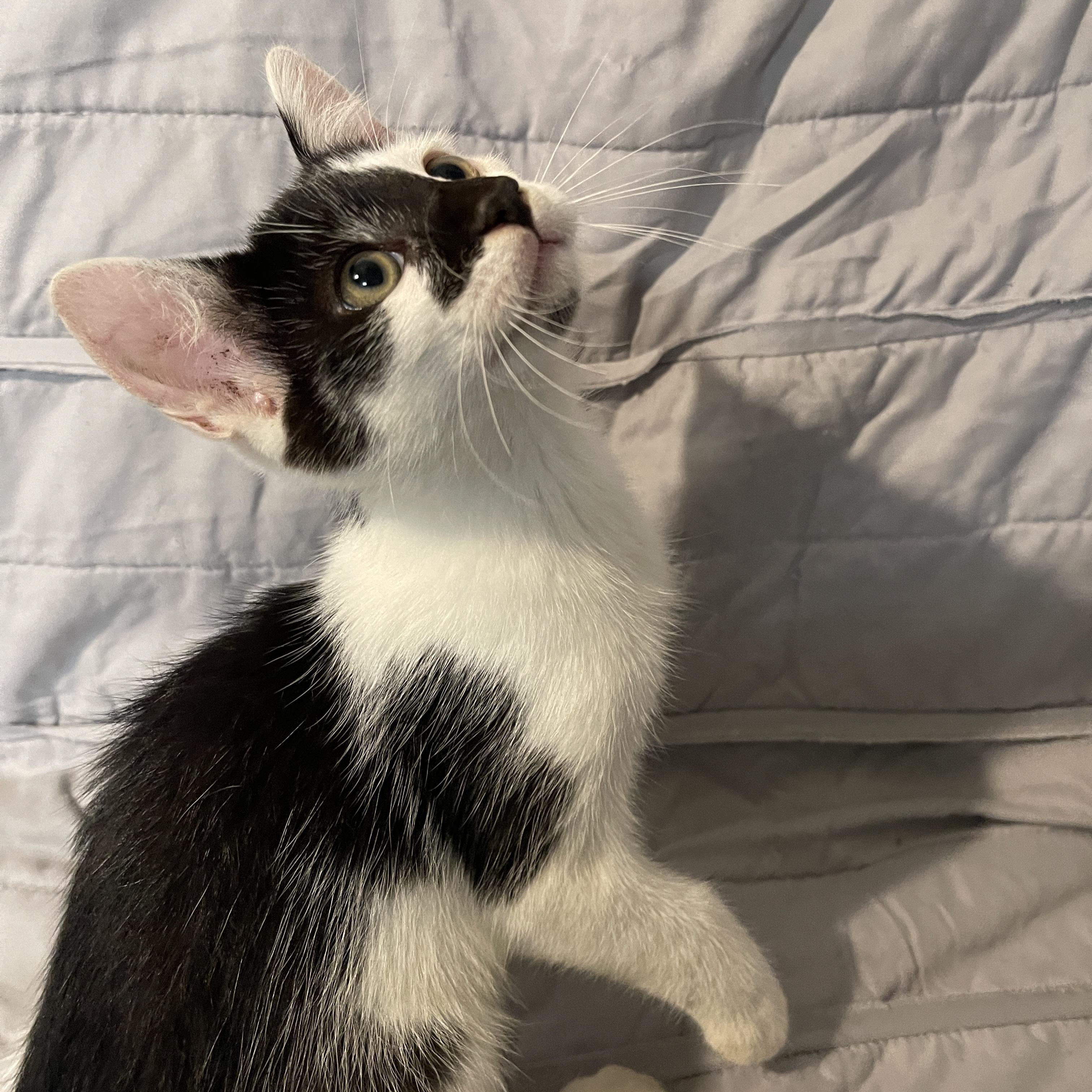 Enlarge Versailles, a Adopted Domestic Medium Hair in Intercession city , FL image 2/4
