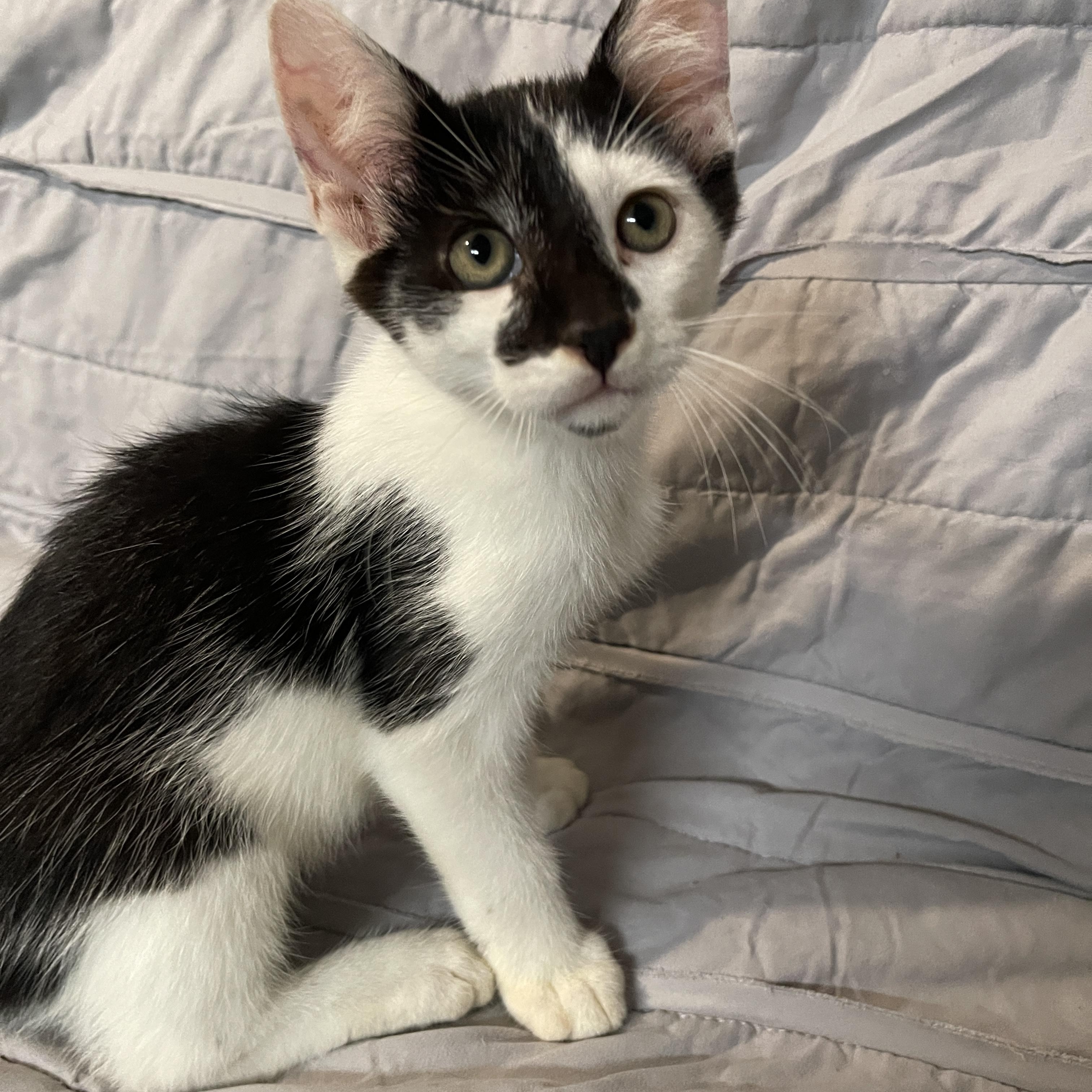 Enlarge Versailles, a Adopted Domestic Medium Hair in Intercession city , FL image 1/4