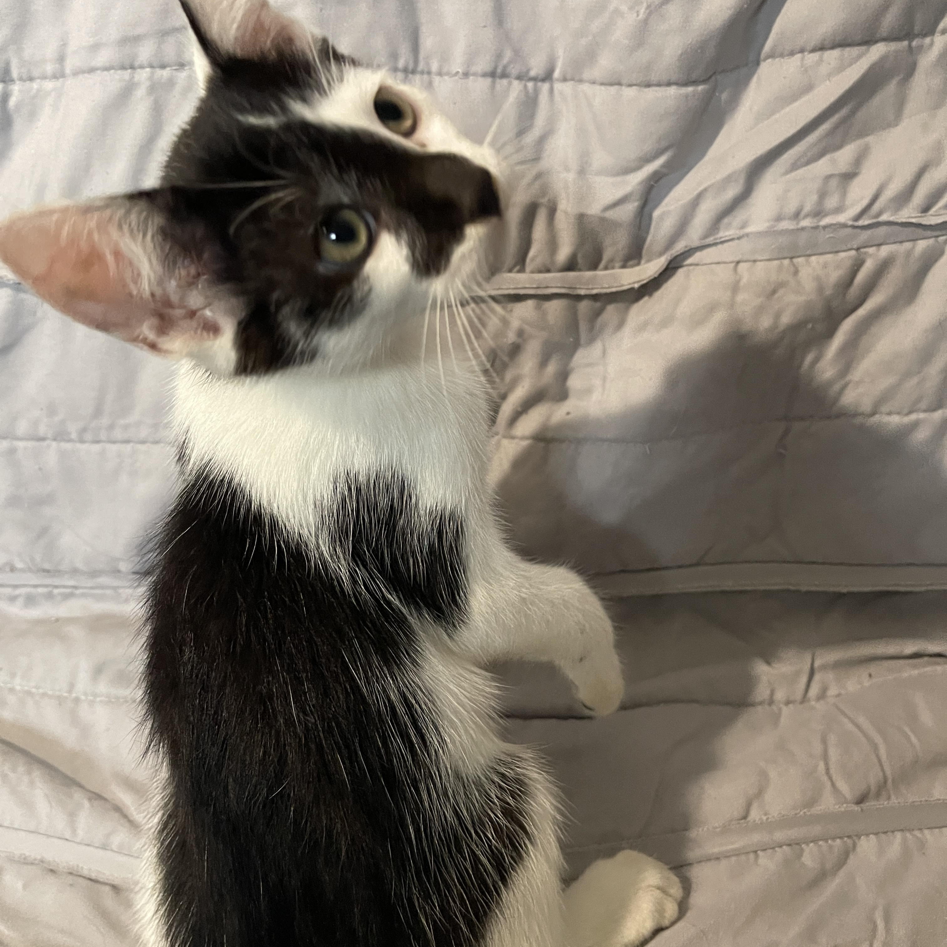 Enlarge Versailles, a Adopted Domestic Medium Hair in Intercession city , FL image 4/4