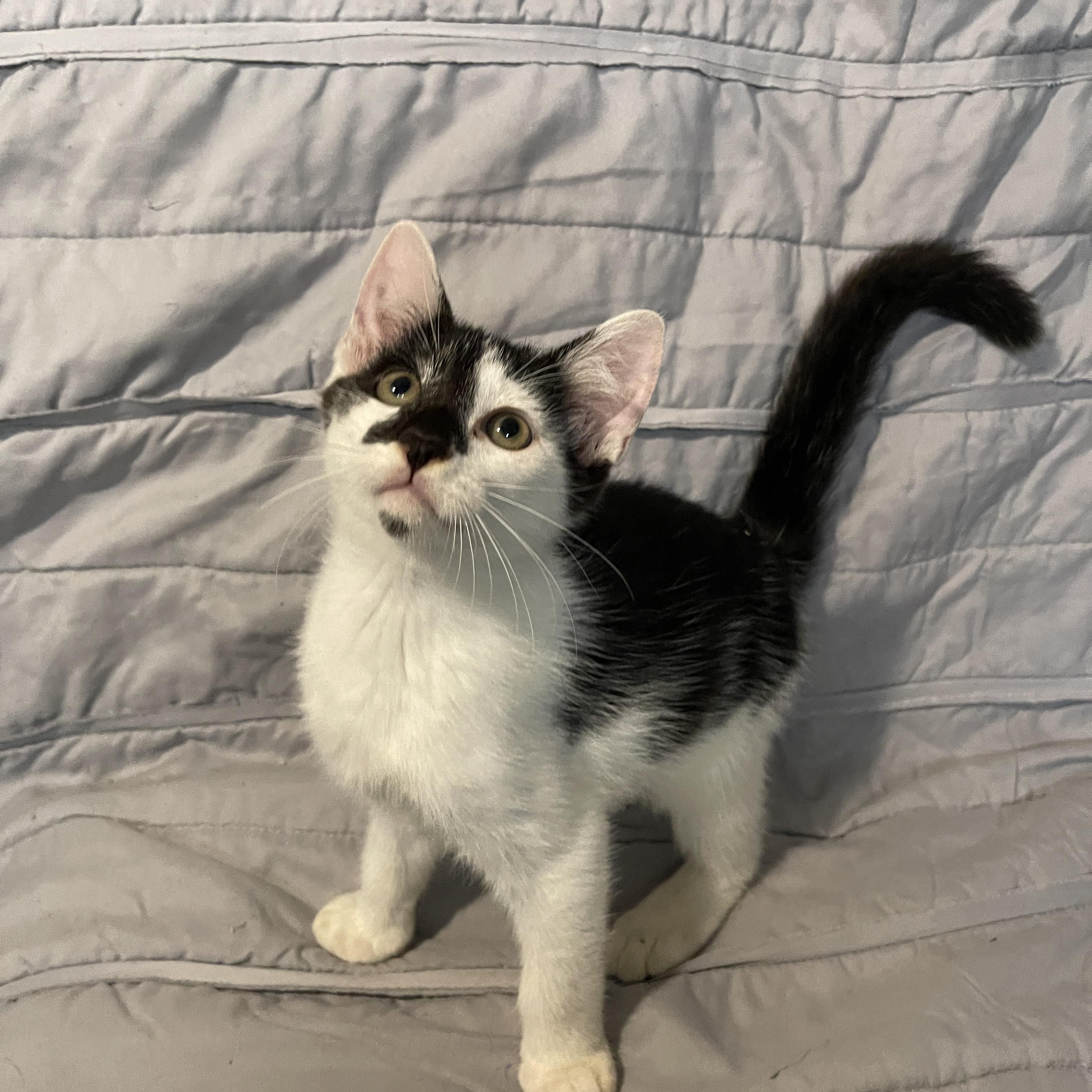 Enlarge Versailles, a Adopted Domestic Medium Hair in Intercession city , FL image 3/4