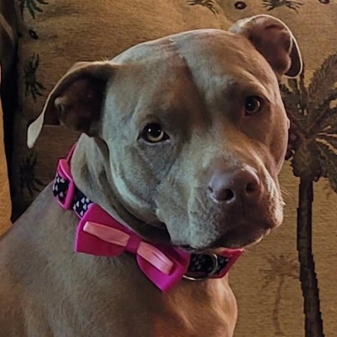 Bella, ADOPTABLE, Adult Female Pit Bull Terrier.