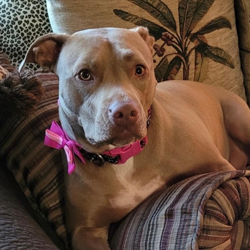 Enlarge Bella, a ADOPTABLE Pit Bull Terrier in San Diego, CA image 2/3