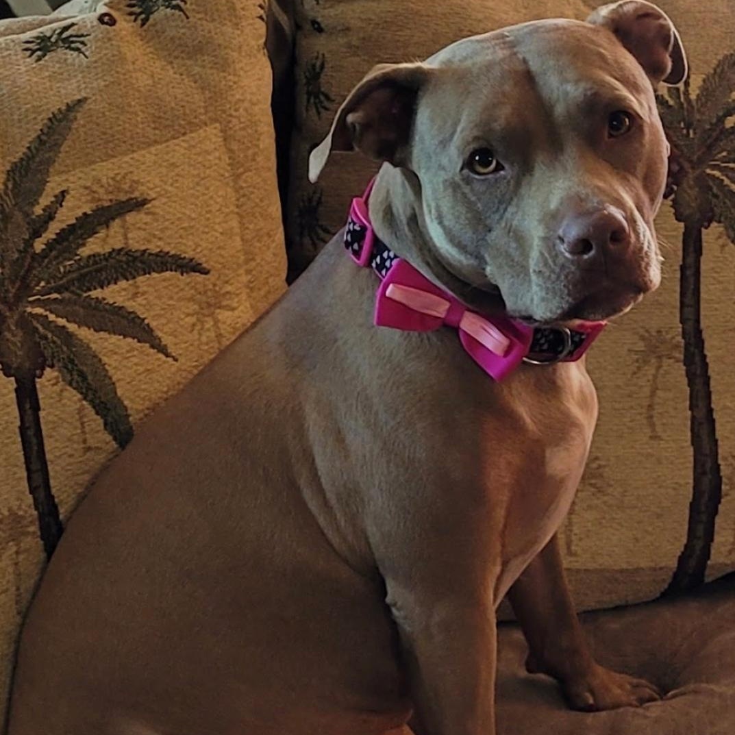 Enlarge Bella, a ADOPTABLE Pit Bull Terrier in San Diego, CA image 3/3
