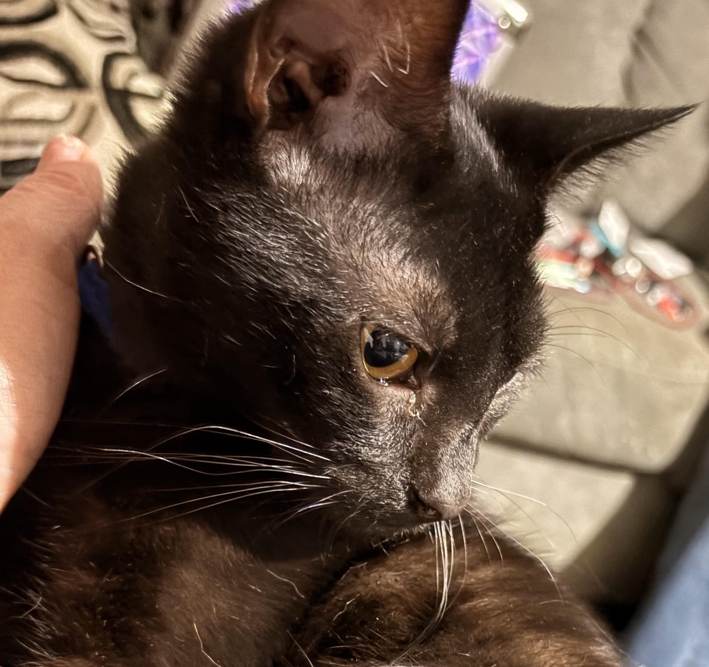 Muffin — thumbnail 2