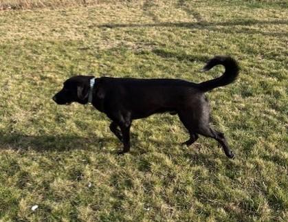 Enlarge Bo, a ADOPTABLE mixed breed in Pasco, WA image 6/6