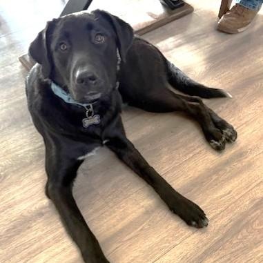 Bo, ADOPTABLE, Young Male Black Labrador Retriever & Great Pyrenees.