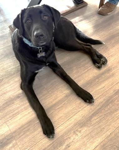 Enlarge Bo, a ADOPTABLE mixed breed in Pasco, WA image 2/6