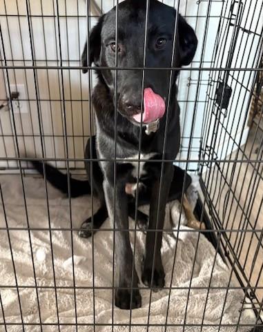 Enlarge Bo, a ADOPTABLE mixed breed in Pasco, WA image 3/6