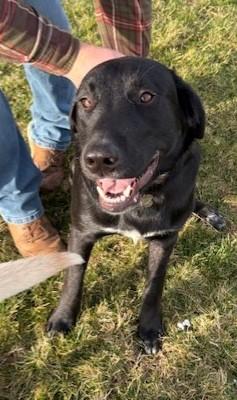 Enlarge Bo, a ADOPTABLE mixed breed in Pasco, WA image 5/6