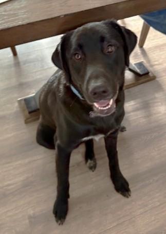 Enlarge Bo, a ADOPTABLE mixed breed in Pasco, WA image 1/6