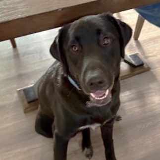 Enlarge Bo, a ADOPTABLE mixed breed in Pasco, WA image 2/6